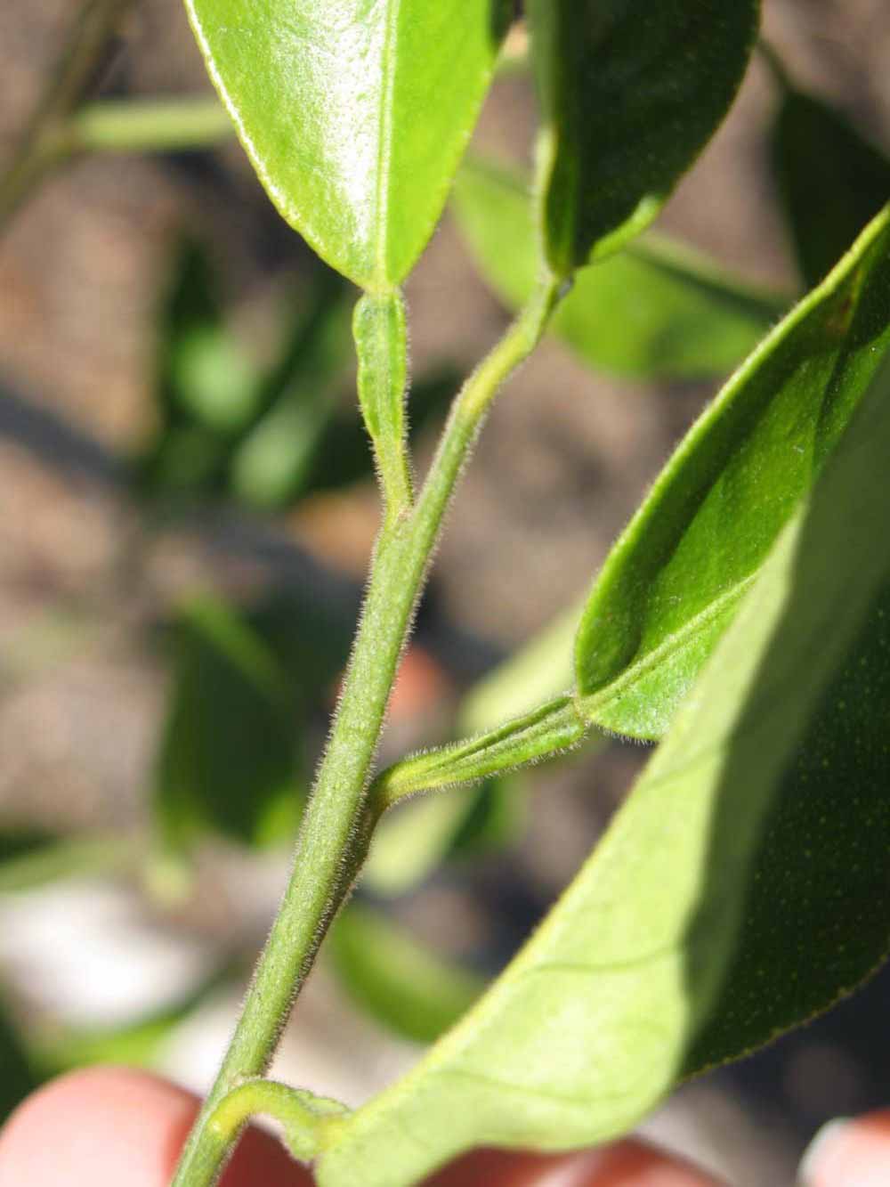              First year twig (Winter Haven, FL)       